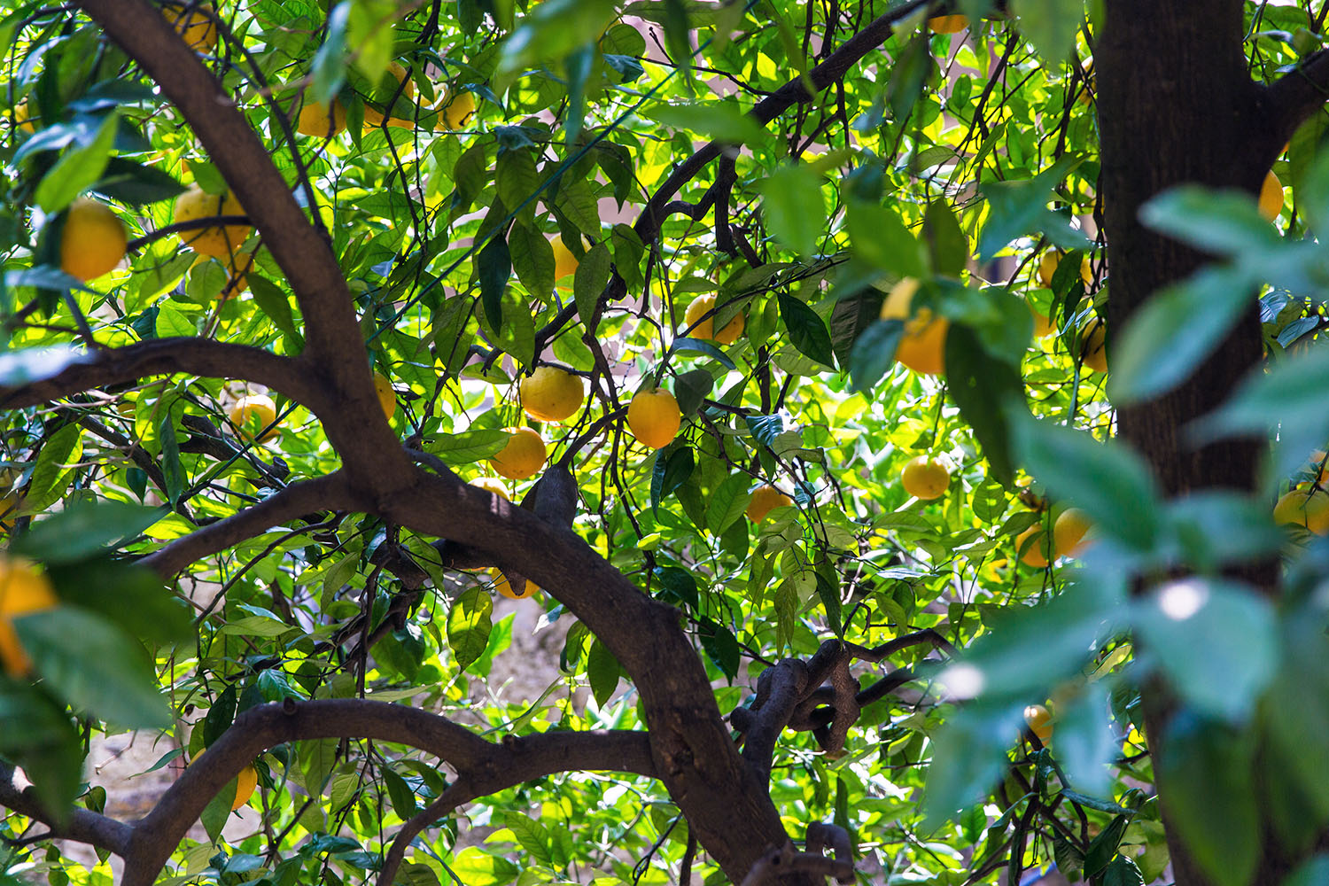 Orangen in den Gärten von Limone Sul Garda